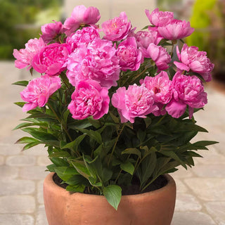  || https://assets.gardeners.com/transform/cabd7cba-c2e0-457d-a203-5c69c88aaa51/8613915_02V