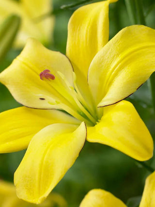  || https://assets.gardeners.com/transform/10cdf5fb-7095-497b-9a46-87ced918e556/8613923_01V_3-4_van-zyverden-lilies-yellow-cocotte