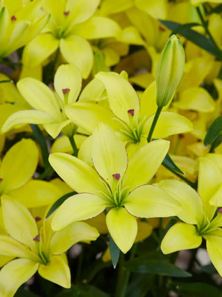  || https://assets.gardeners.com/transform/d4fd9fe7-3afc-4be1-a170-476b7b5bcc3e/8613923_02V_3-4