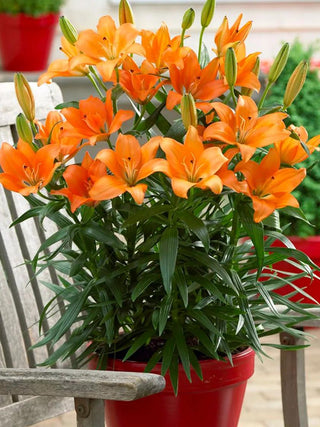  || https://assets.gardeners.com/transform/fe2358cf-8fdb-4403-80af-9d31e424ed80/8613926_01V_3-4_van-zyverden-lilies-orange-for-patio-and-containers