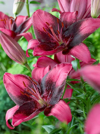  || https://assets.gardeners.com/transform/a4768230-140f-4228-928c-26410fe0b91a/8613929_01V_3-4_van-zyverden-lilies-purple-eye