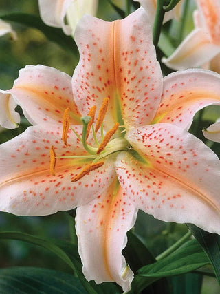  || https://assets.gardeners.com/transform/d48d5af4-957f-4019-838e-d729cfe42bd4/8613931_01V_3-4_van-zyverden-lilies-oriental-salmon-star