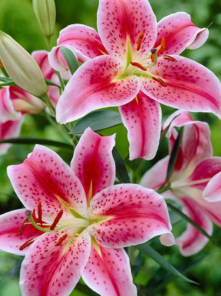  || https://assets.gardeners.com/transform/9b943c52-24f3-4af7-9239-6256d308d206/8613932_01V_3-4_van-zyverden-lilies-premium-oriental-stargazer-giant-mammoth-bulbs