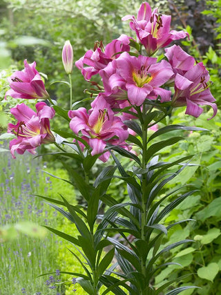  || https://assets.gardeners.com/transform/0d739782-95e9-4257-8b55-091445a4f526/8613933_01V_3-4_van-zyverden-lilies-mammoth-tall-lilies-purple-ladies