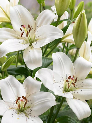  || https://assets.gardeners.com/transform/1251aeab-38da-47ff-992d-7fa8a6520c23/8613935_01V_3-4_van-zyverden-lilies-eyeliner