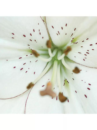  || https://assets.gardeners.com/transform/527cf818-14e8-42b5-9c63-12c1a3fd7237/8613935_03V_3-4