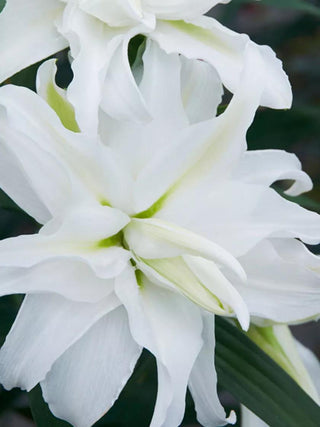 || https://assets.gardeners.com/transform/872a074d-43cc-462a-98b0-26f14b247875/8613936_01V_3-4_van-zyverden-lilies-my-wedding