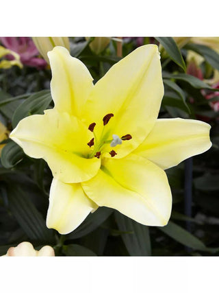  || https://assets.gardeners.com/transform/4a3e7bee-22ac-4687-a80c-d2383c979ef7/8613937_02V_3-4
