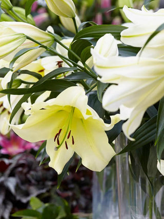  || https://assets.gardeners.com/transform/7afe20a7-9efa-4a9b-a1d8-00199f9d0913/8613937_03V_3-4_van-zyverden-lilies-big-brother