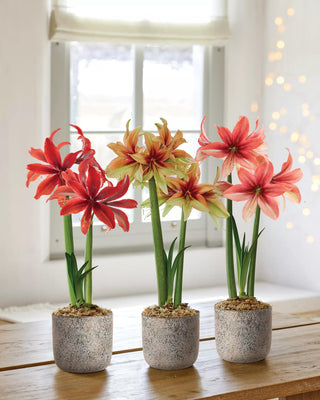 Amazon Amaryllis Collection