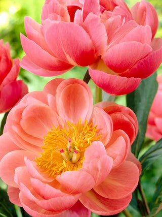  || https://assets.gardeners.com/transform/e67c82a0-7c38-4d2b-90d7-5bf4f6d6d6a8/8613964_01V_3-4_van-zyverden-peonies-coral-charm