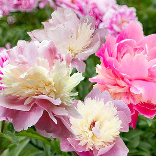  || https://assets.gardeners.com/transform/35fee1a6-65c4-4378-93db-84a44039d8a9/8613965_01V_van-zyverden-peonies-sorbet