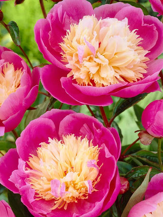  || https://assets.gardeners.com/transform/359981bb-3f2e-4604-87f3-a7e4f450bf2b/8613966_01V_3-4_van-zyverden-peonies-bowl-of-beauty