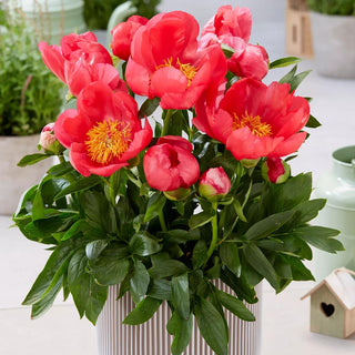  || https://assets.gardeners.com/transform/4083f073-5524-4040-8d18-68802e092da3/8613967_01V_van-zyverden-patio-peony-oslo-for-container-growing