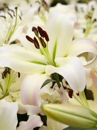  || https://assets.gardeners.com/transform/9962519c-5a84-4643-aa45-2f5cdfe5db9d/8613969_01V_3-4_van-zyverden-lilies-mammoth-tall-lilies-pretty-woman