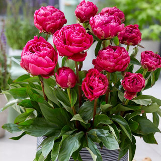 || https://assets.gardeners.com/transform/03f68f80-58fd-474d-90f3-93c91e3ef1e9/8613973_01V_van-zyverden-patio-peony-london-for-container-growing