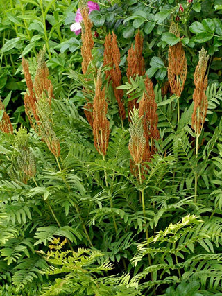  || https://assets.gardeners.com/transform/4706923e-0853-4aaa-aaf7-de4717c388f0/8613974_01V_3-4_van-zyverden-woodland-plant-cinnamon-fern