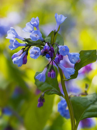  || https://assets.gardeners.com/transform/f04dec7d-9ac1-4791-9cc7-745158e03589/8613975_01V_3-4_van-zyverden-woodland-plant-virginia-blue-bells