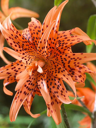  || https://assets.gardeners.com/transform/912ce8b7-e75b-46ae-8e72-cb04cf81d363/8613978_01V_3-4_van-zyverden-lilies-double-tiger