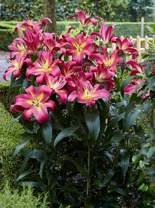 || https://assets.gardeners.com/transform/440db532-67fc-48c6-9adb-9ee3d2eb3593/8613980_01V_3-4_van-zyverden-lilies-mammoth-tall-lilies-empoli