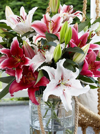  || https://assets.gardeners.com/transform/8f72fd05-1a71-4f89-88f0-e79b4c10c603/8613981_01V_3-4_van-zyverden-lilies-oriental-fragrant-cut-flower-blend