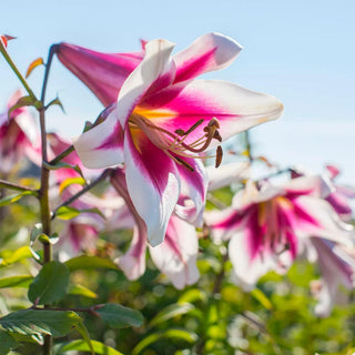  || https://assets.gardeners.com/transform/3f5c8b9a-d811-41d9-8762-b2355ca53398/8613983_03V