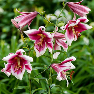  || https://assets.gardeners.com/transform/cfc2cf26-2bac-4118-81be-584dbc4eb556/8613983_05V_van-zyverden-lilies-friso