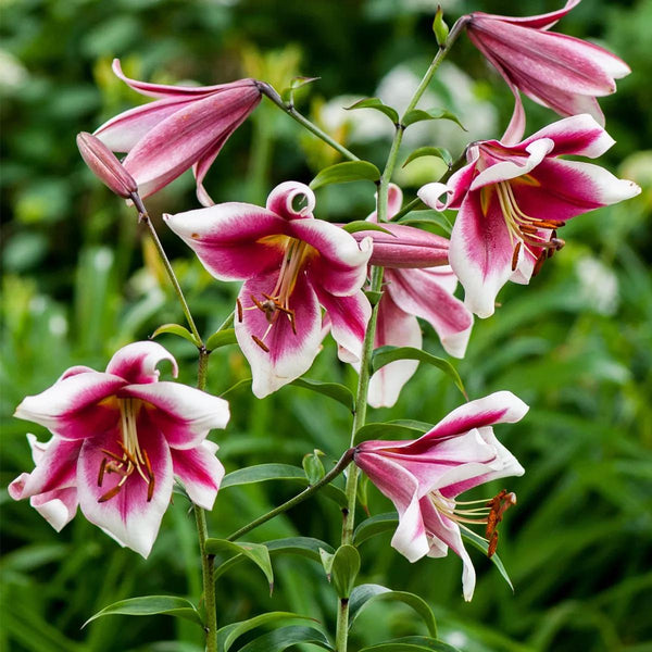 Lilies Friso, 7 Bulbs | Gardener's Supply.