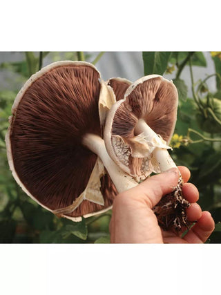  || https://assets.gardeners.com/transform/d3d95a2a-eb47-4043-92d3-d5d07482436e/8614045_02V_3-4