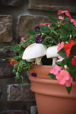  || https://assets.gardeners.com/transform/140e9c1f-9b62-4958-b2a7-4be36c73fd6f/8614045_03V_almond-agaricus-mushroom-sawdust-spawn
