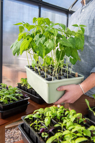  || https://assets.gardeners.com/transform/9b6591a2-08f3-4c7c-9826-7adbd74d4670/8614093_0066_deep-root-success-kit