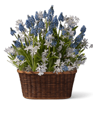  || https://assets.gardeners.com/transform/5de5a679-4997-4793-a40d-3d6c4ffa8c5e/8614102_01V_oval-basket-bulb-garden