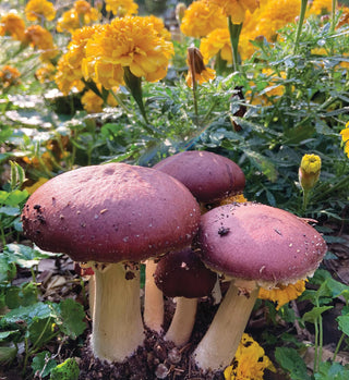  || https://assets.gardeners.com/transform/f10a0aae-98a4-4982-8884-3986d89b23c5/8614118_01V_four-wine-cap-mushroom-sawdust-spawn