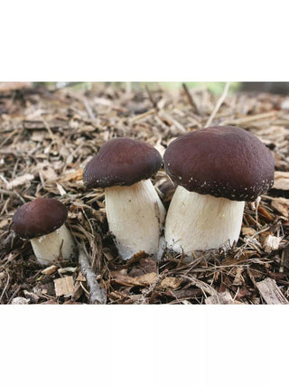  || https://assets.gardeners.com/transform/c9f83433-2e5c-4c8e-a77c-6e78675758c0/8614118_02V_3-4