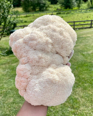  || https://assets.gardeners.com/transform/52f80e0c-6ac8-4b19-abd4-0aaecaaf29bf/8614119_01V_baltispore-lions-mane-mushroom