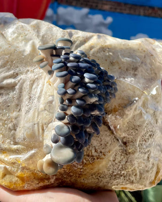  || https://assets.gardeners.com/transform/601d59a3-2be4-4758-9ea0-342107278a4c/8614120_01V_baltispore-blue-oyster-mushroom-grow-kit