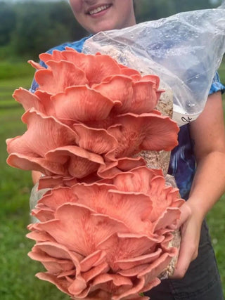  || https://assets.gardeners.com/transform/f1c191be-4050-4a9d-8a6a-d8698f7f98bd/8614122_01V_840_baltispore-pin-oyster-mushroom-grow-kit