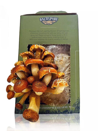  || https://assets.gardeners.com/transform/d1555e5f-cf9a-4db8-ae3a-5c18f5bc67ad/8614123-Chestnut-grown-out