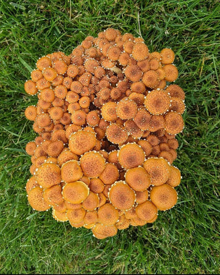  || https://assets.gardeners.com/transform/e8bffde4-174a-4995-aad7-35d09850299c/8614123_01V_baltispore-chestnut-mushroom-grow-kit
