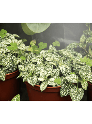  || https://assets.gardeners.com/transform/c7f6eda3-555f-4d3b-8bc4-9edb51663f4b/8614240_02