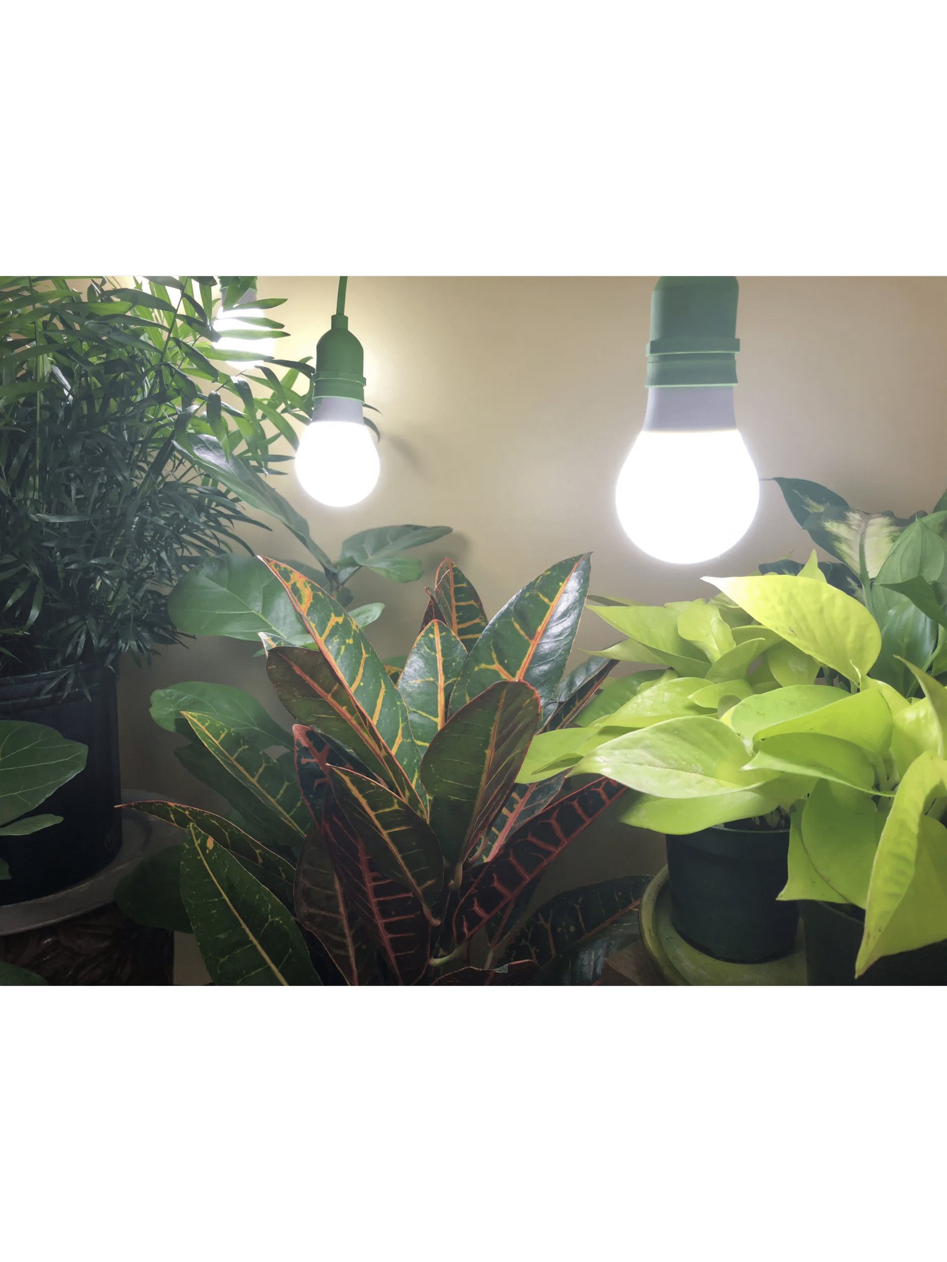 can a led light bulb grow plants Miracle LED Daylight Full Spectrum LED Grow Light Bulb