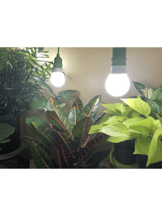  || https://assets.gardeners.com/transform/dc3e19f7-5072-4972-a0d2-69c5658ae984/8614240_03