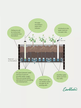  || https://assets.gardeners.com/transform/90ec7a99-c882-4484-80f9-644a431cadf1/8614285_05V_3-4