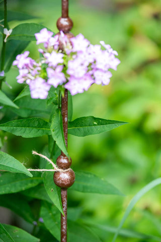  || https://assets.gardeners.com/transform/b88bf438-c696-486b-84d5-c06e2463ec73/8614354_0064