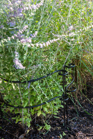  || https://assets.gardeners.com/transform/735212d0-a281-42d3-9ac1-9cb1a6cd2ae5/8614371_0054