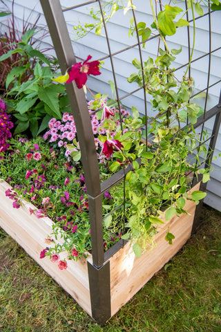  || https://assets.gardeners.com/transform/14e0ed55-a3f6-488d-8504-e516612d2e09/8614386_4011