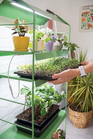  || https://assets.gardeners.com/transform/6c6086d9-d7c8-4a4d-954e-666886a57a6c/8614409_0153