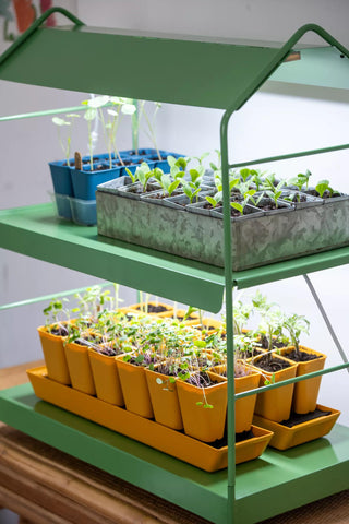  || https://assets.gardeners.com/transform/951550d3-243c-492f-aafc-dd37a0536469/8614410_0014