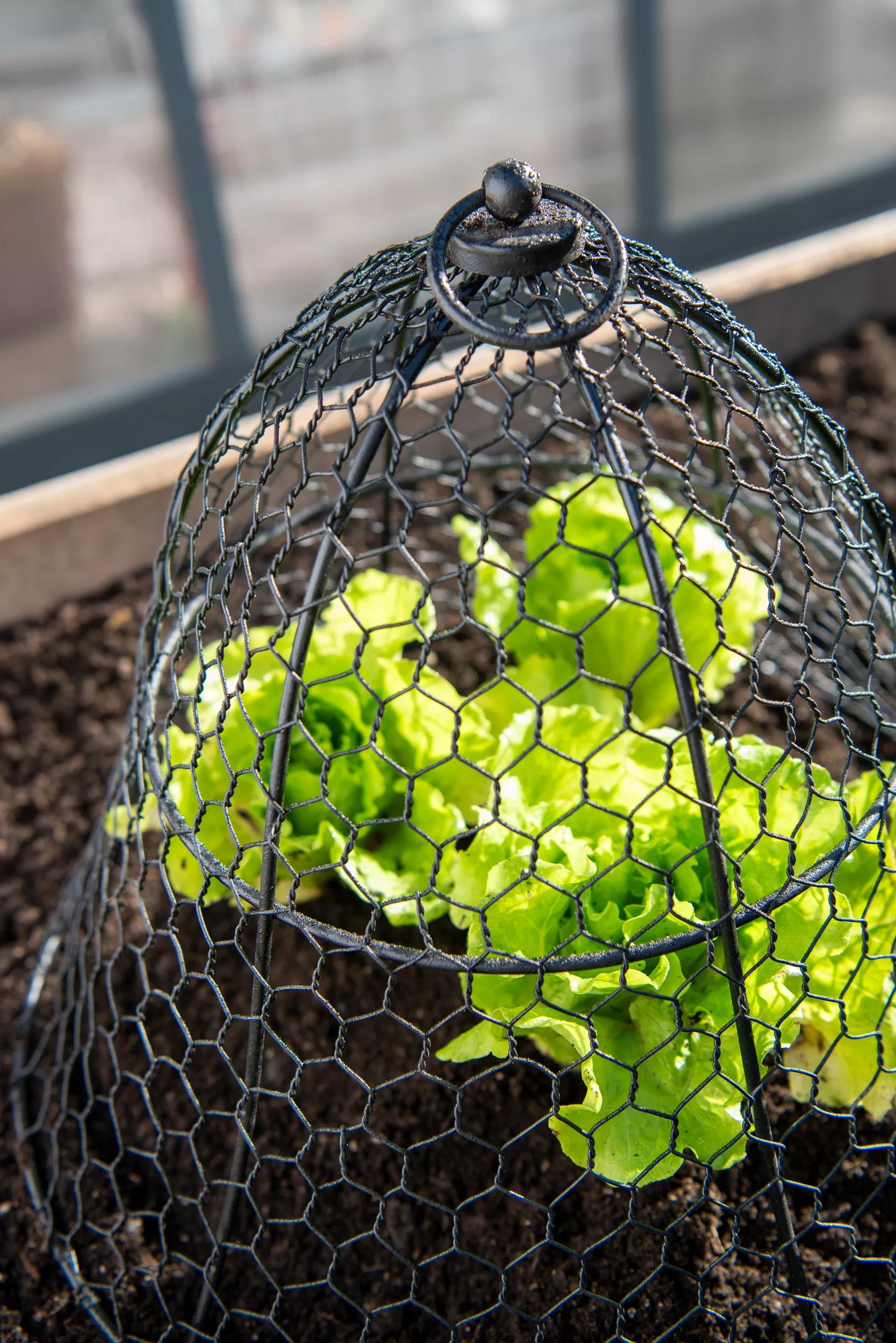chicken wire air plant Wire Cloche Pest Barrier