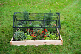  || https://assets.gardeners.com/transform/d20c5a76-b4f6-4c72-9a57-8670e1cfe94c/8614520_0081